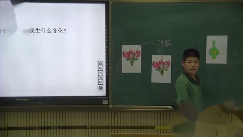 《被子植物的一生-开花何结果》人