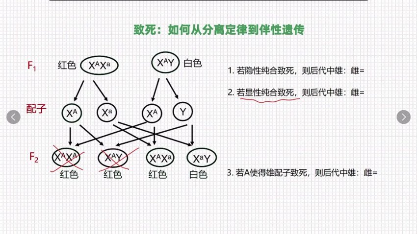 孟德尔遗传学突破：从分离定律到自由组合实战精讲