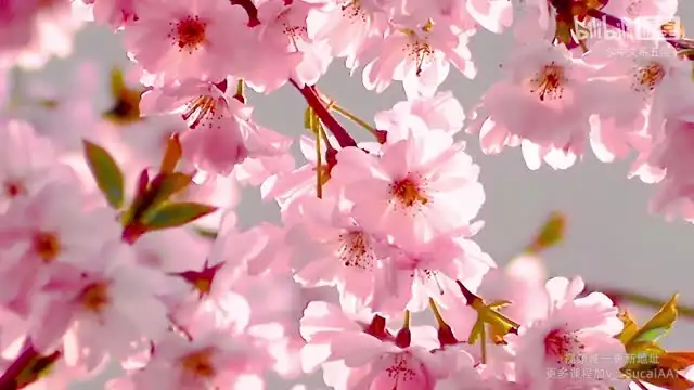 B站五匪子作文语言课：6大文风+30种经典套句