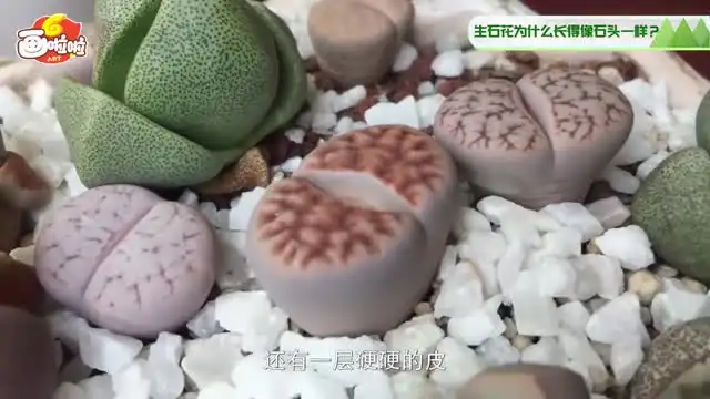 小灯塔奇趣生物大百科：10节课探索自然奥秘