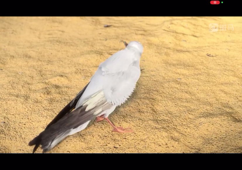 斑马百科：鸟类全知道-10大鸟类特征与习性