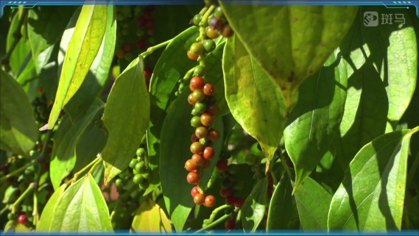 斑马百科：食物的科学之旅-从酸甜苦辣到中西餐文化