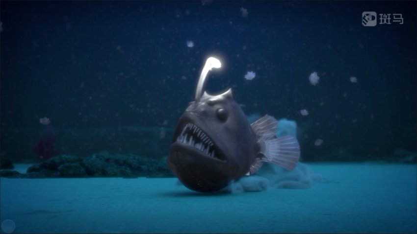 斑马百科：探索22种神奇海洋动物奥秘